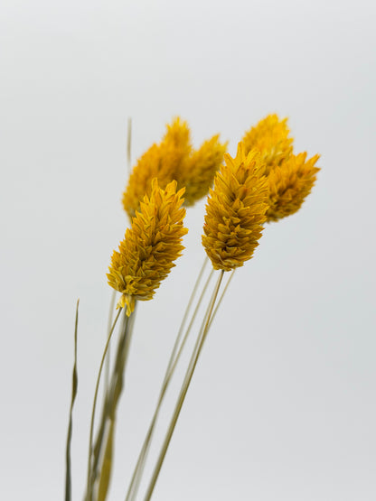 Phalaris gelb