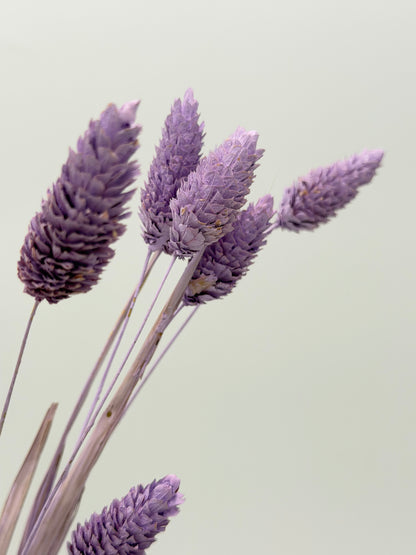 Phalaris flieder
