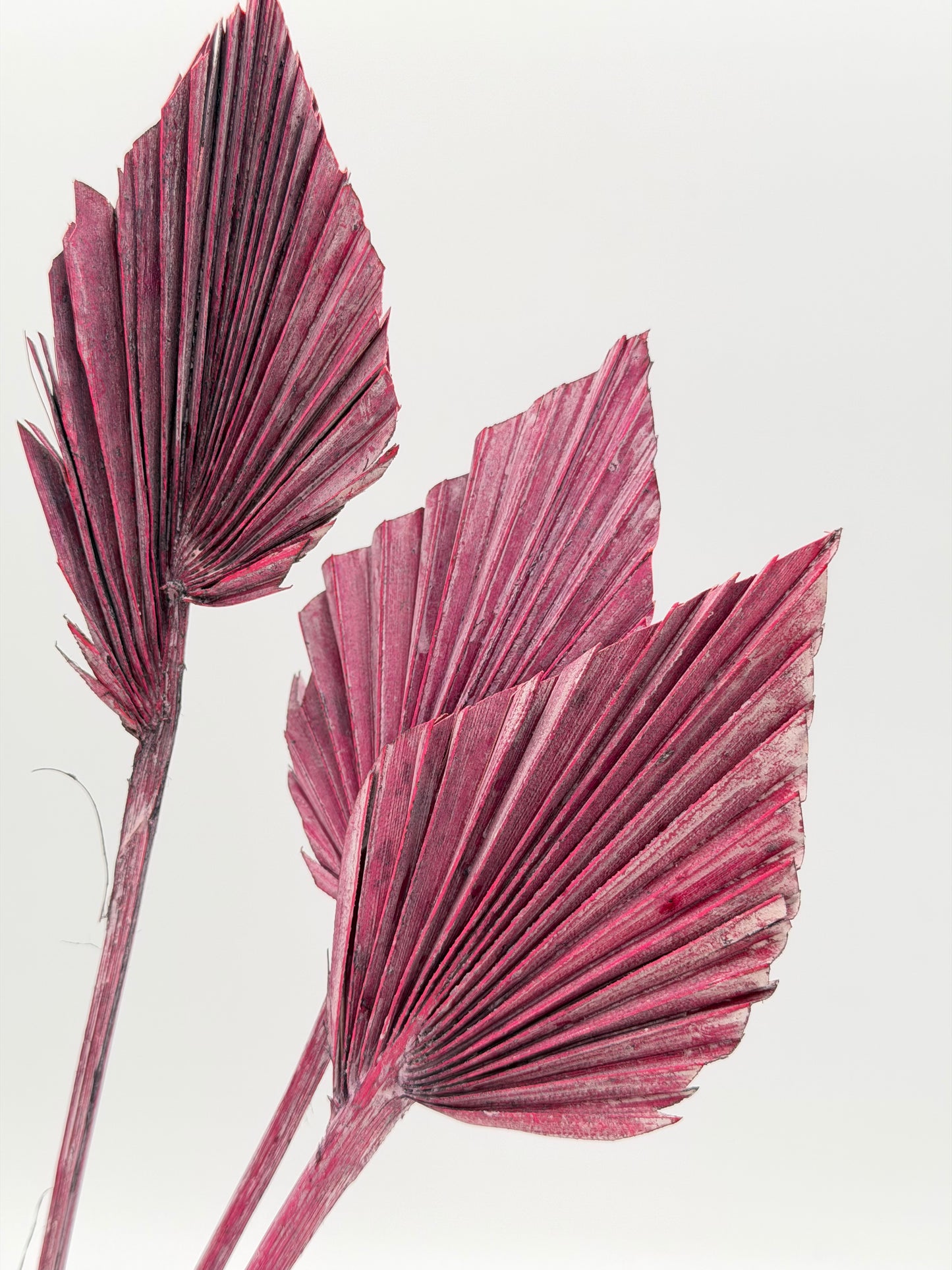 Palmblatt klein rosa mauve 5er