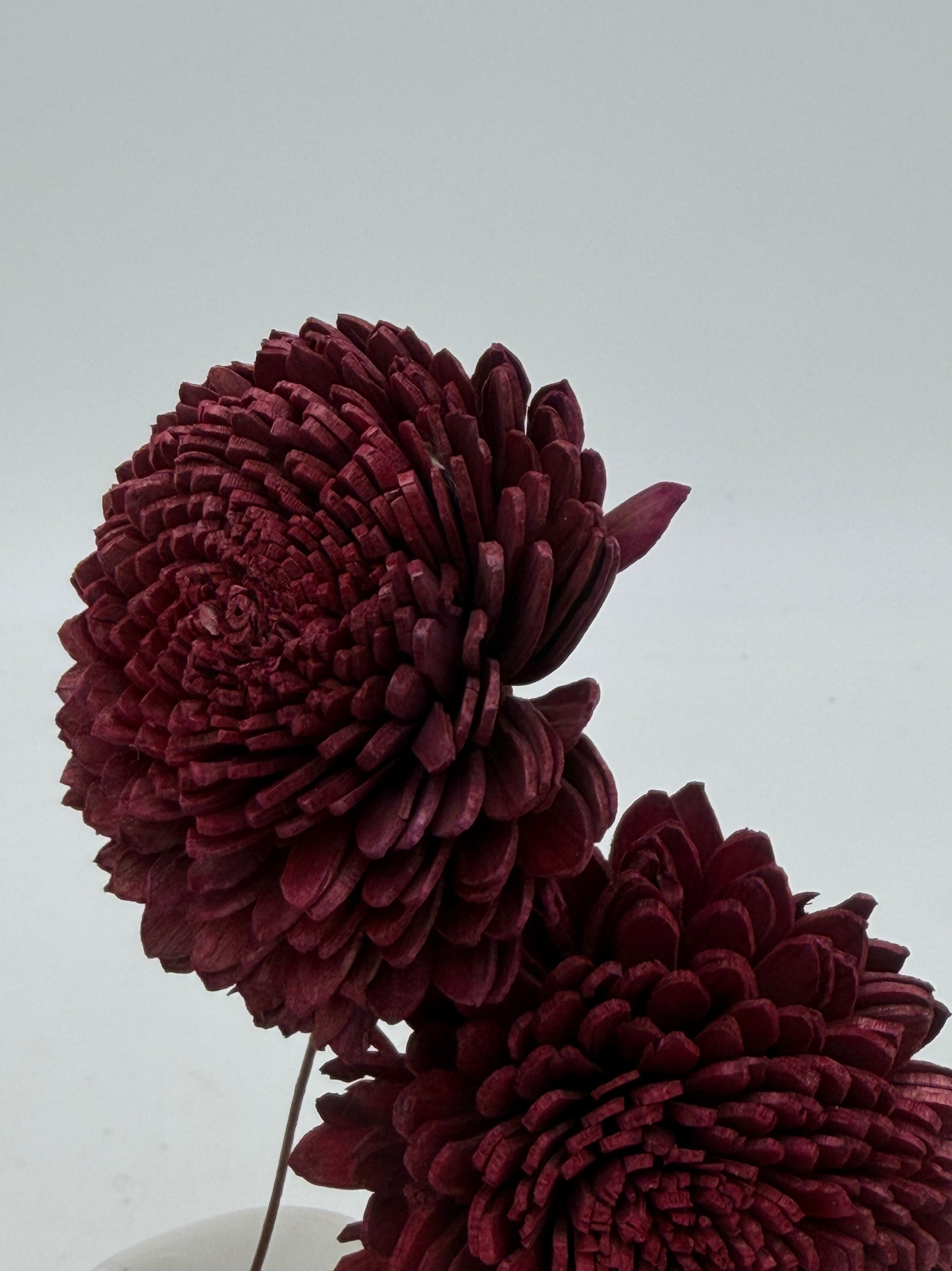 Blüte Zinie Sola am Draht weinrot bordeaux