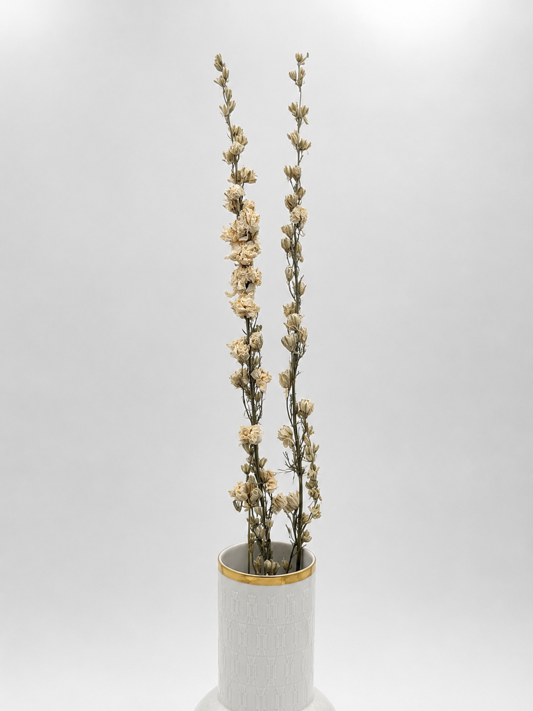 Rittersporn Delphinium Creme