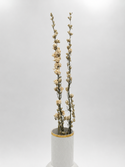 Rittersporn Delphinium Creme