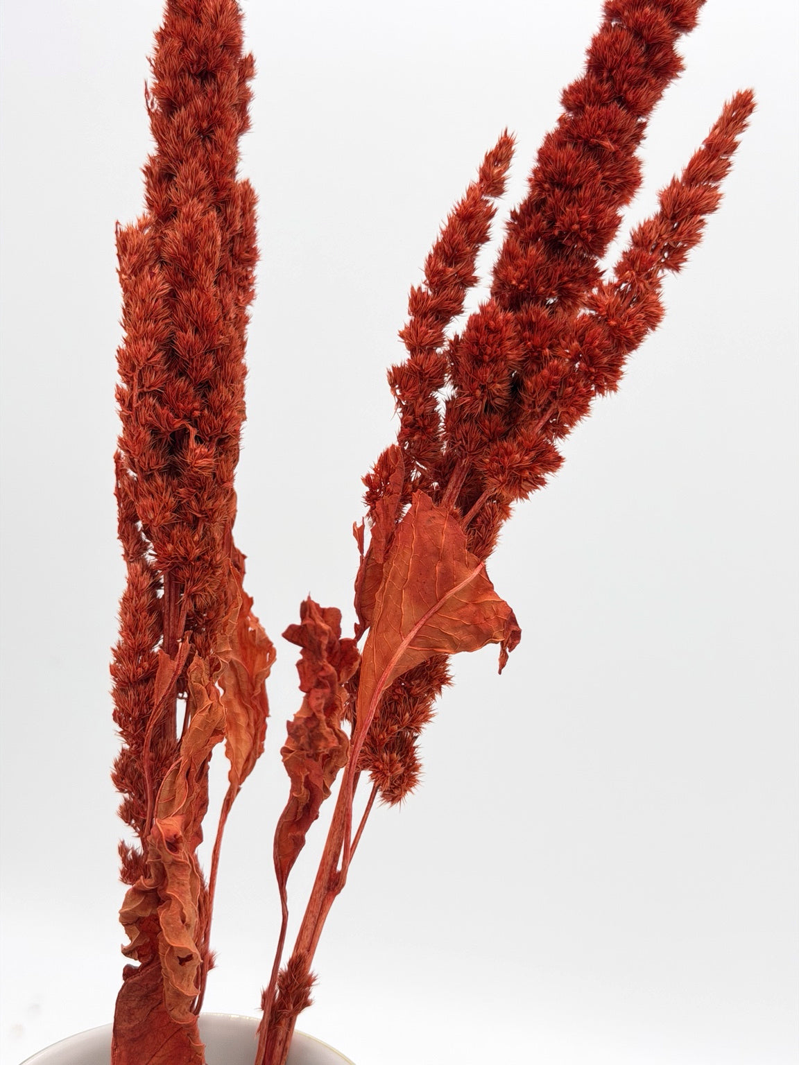 Amaranthus orange