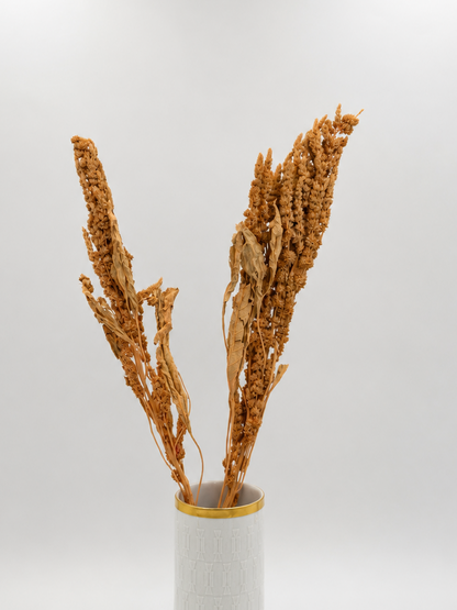 Amaranthus apricot