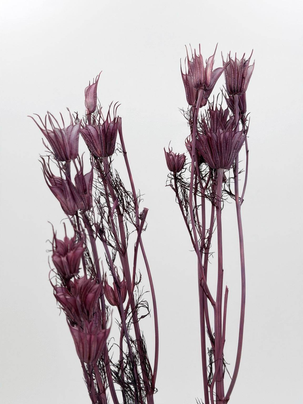Nigella Orientalis Samenkapseln lila