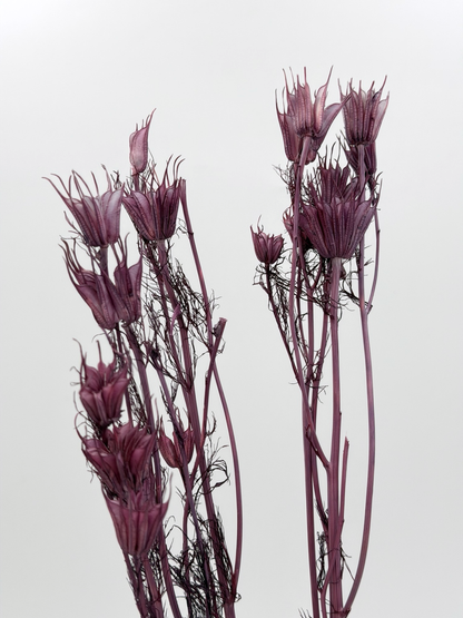 Nigella Orientalis Samenkapseln lila
