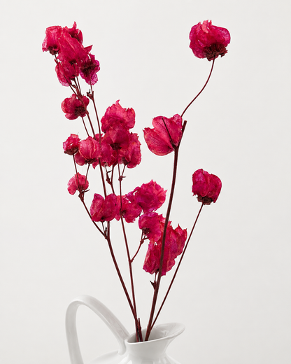 Bougainvillea pink