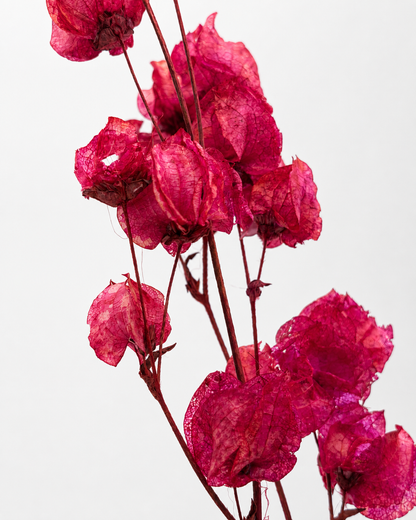 Bougainvillea pink