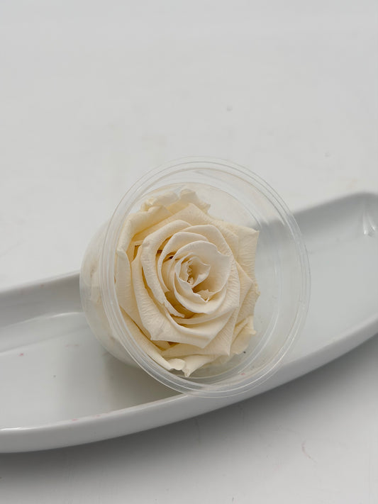 Blüte Infinity Rose lulu Champagner fancy VIN-2 1 Stück