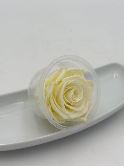 Blüte Infinity Rose dijou creme de la creme 1 Stück