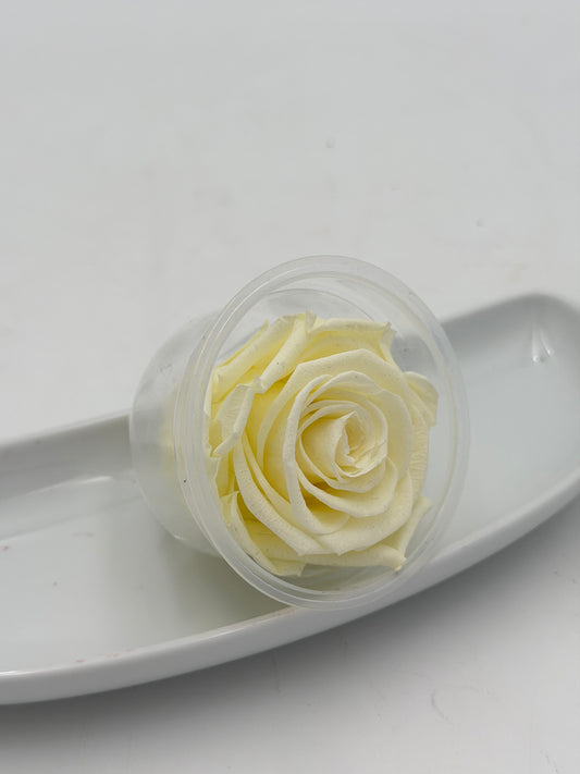 Blüte Infinity Rose dijou creme de la creme 1 Stück