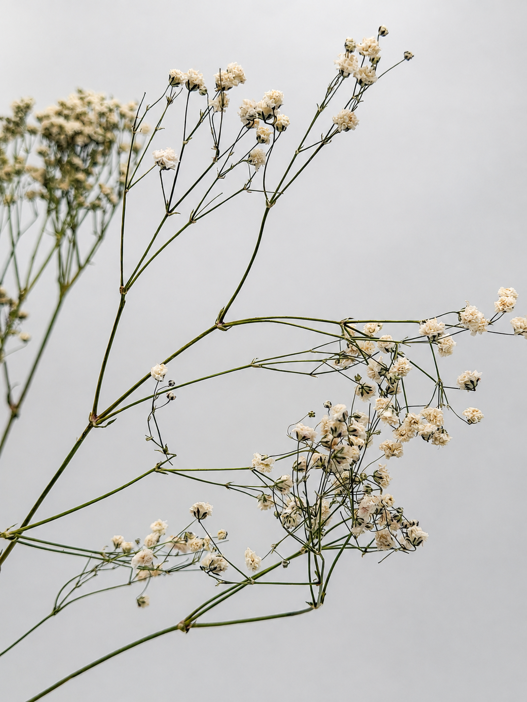 Schleierkraut Gypsophila weiß