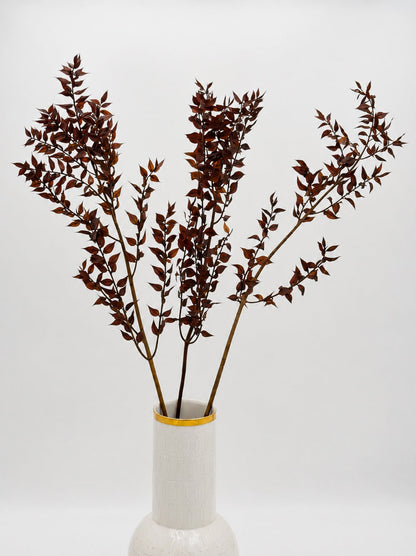 Ruscus dunkelbraun