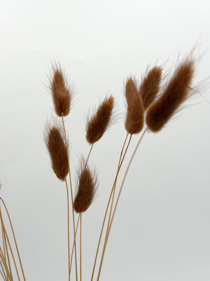 Lagurus braun