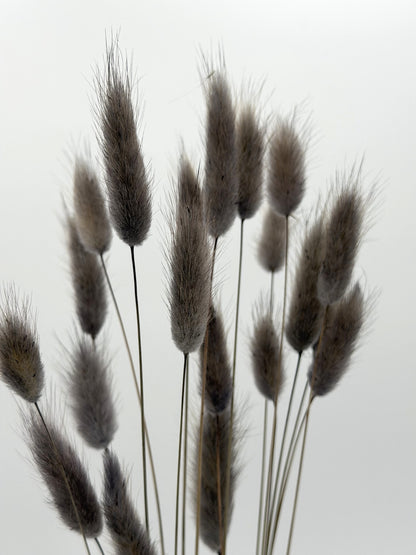 Lagurus grau