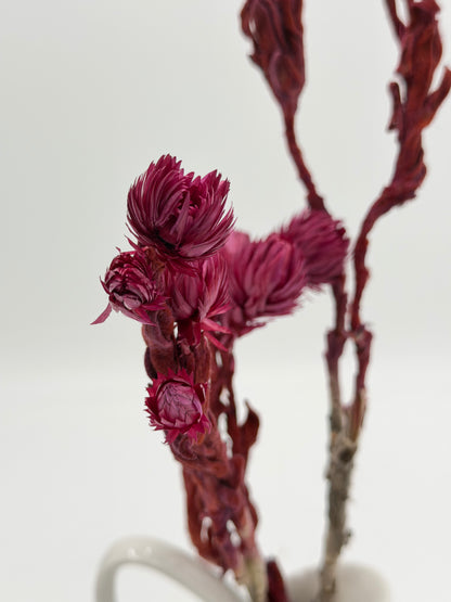 Capblume Strohblume bordeaux beere