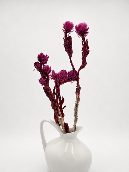 Capblume Strohblume bordeaux beere