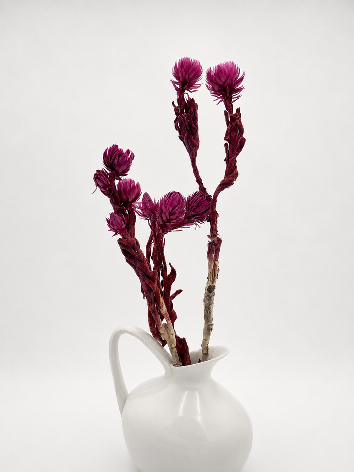 Capblume Strohblume bordeaux beere
