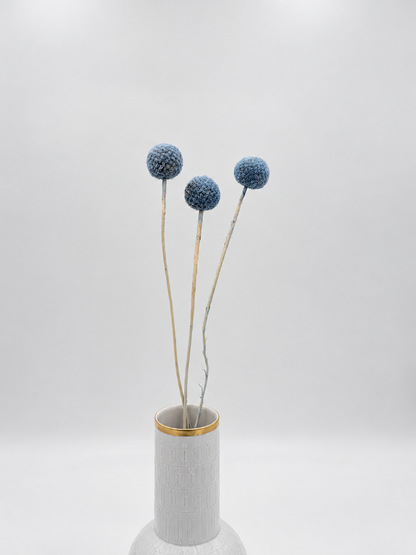 Craspedia blau 3er