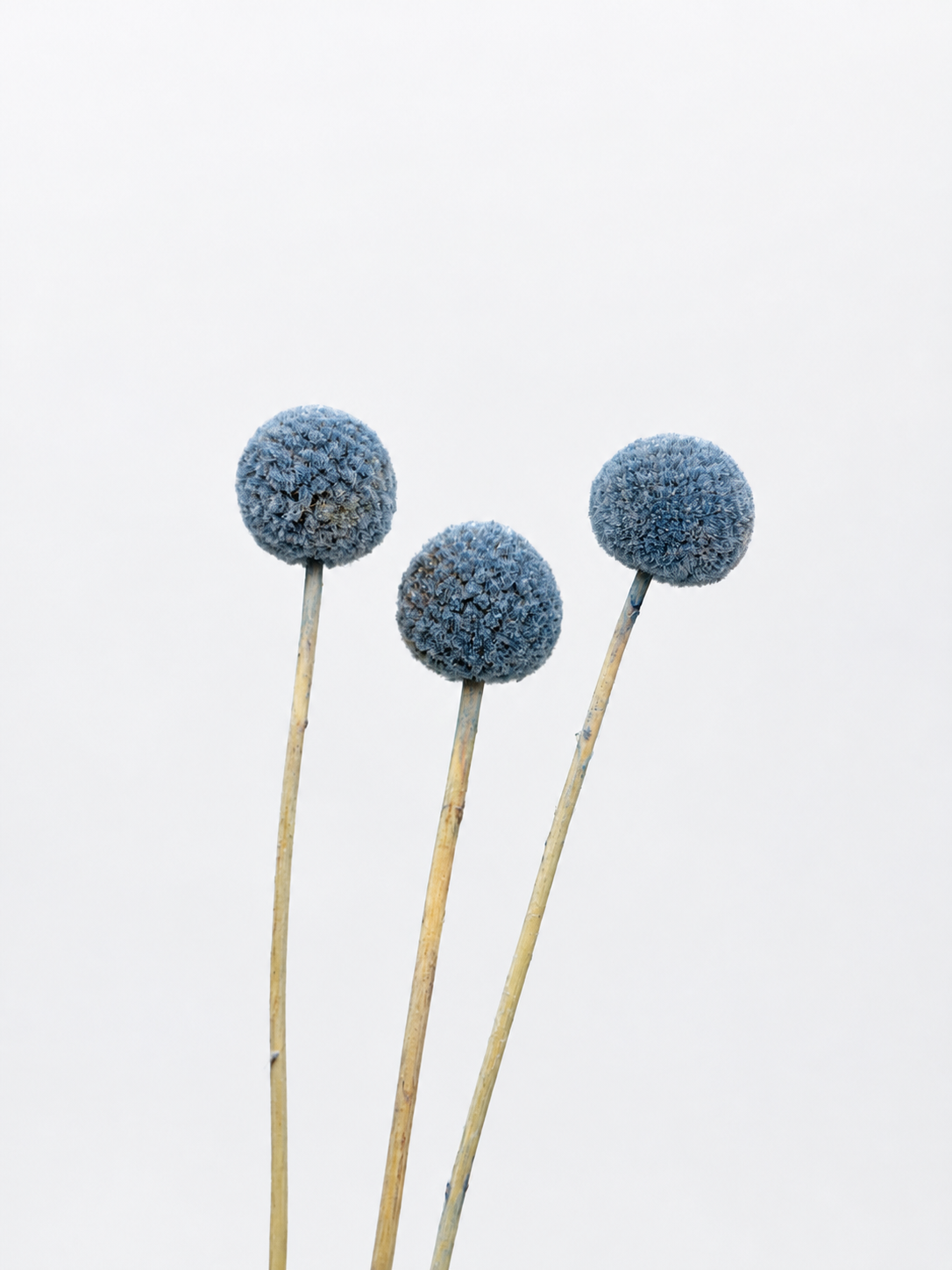 Craspedia blau 3er