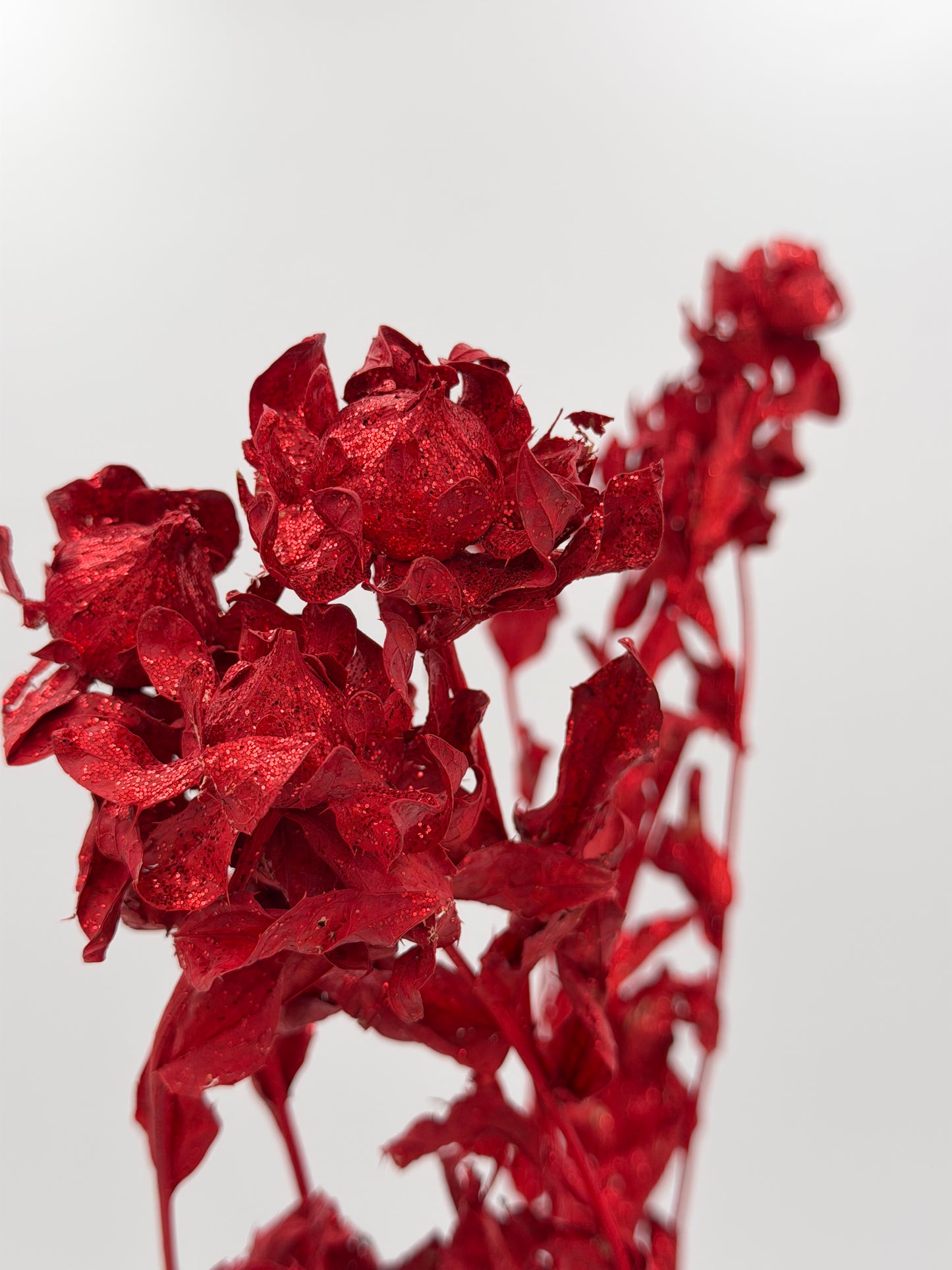 Carthamus rot Glitzer