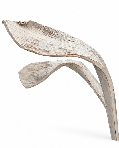 Hornspeer weiß white washed 50 cm