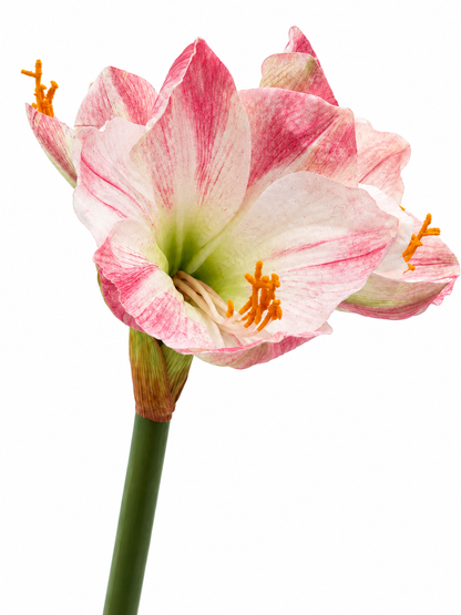 Amaryllis Hippeastrum 65 cm
