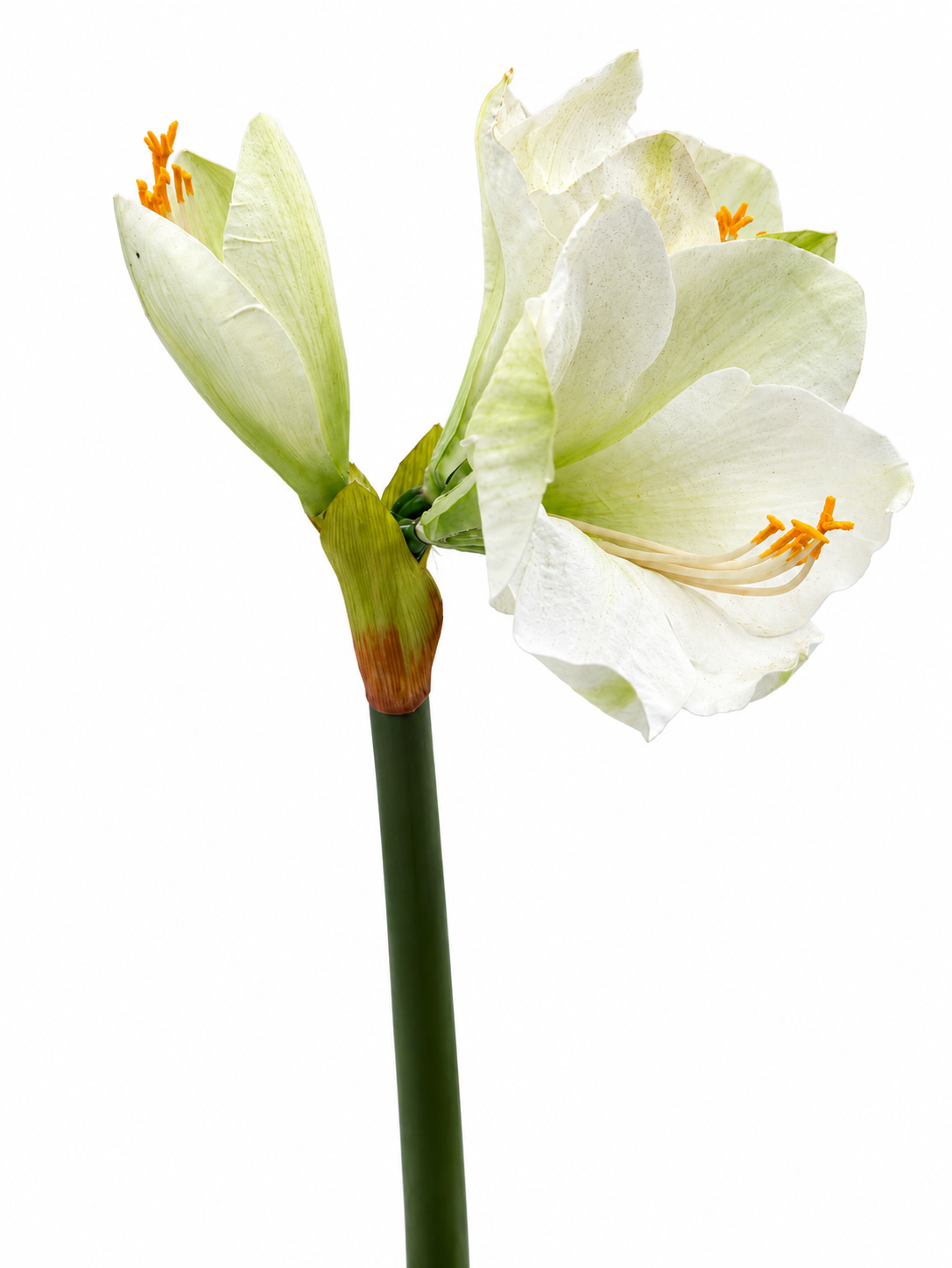 Amaryllis Hippeastrum 65 cm