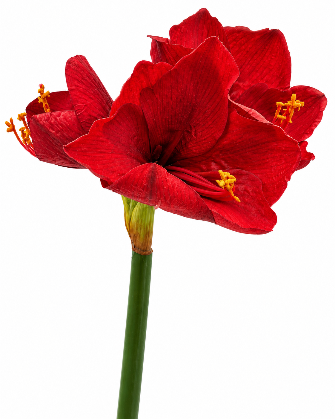 Amaryllis Hippeastrum 65 cm