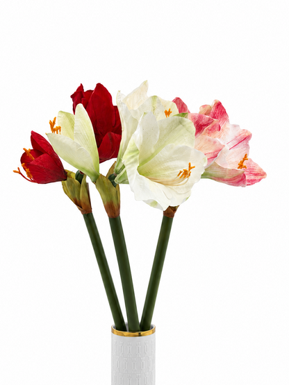 Amaryllis Hippeastrum 65 cm