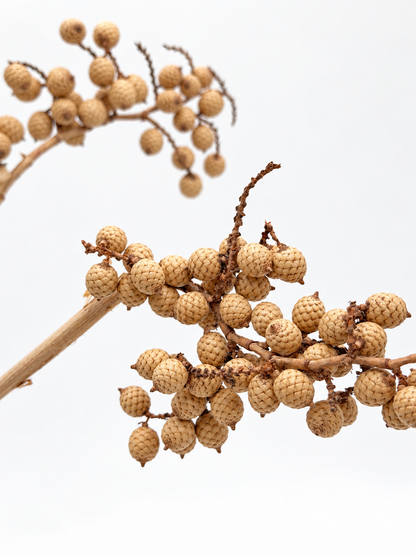 Canella Beeren am Draht 30 cm natur 2 Stück