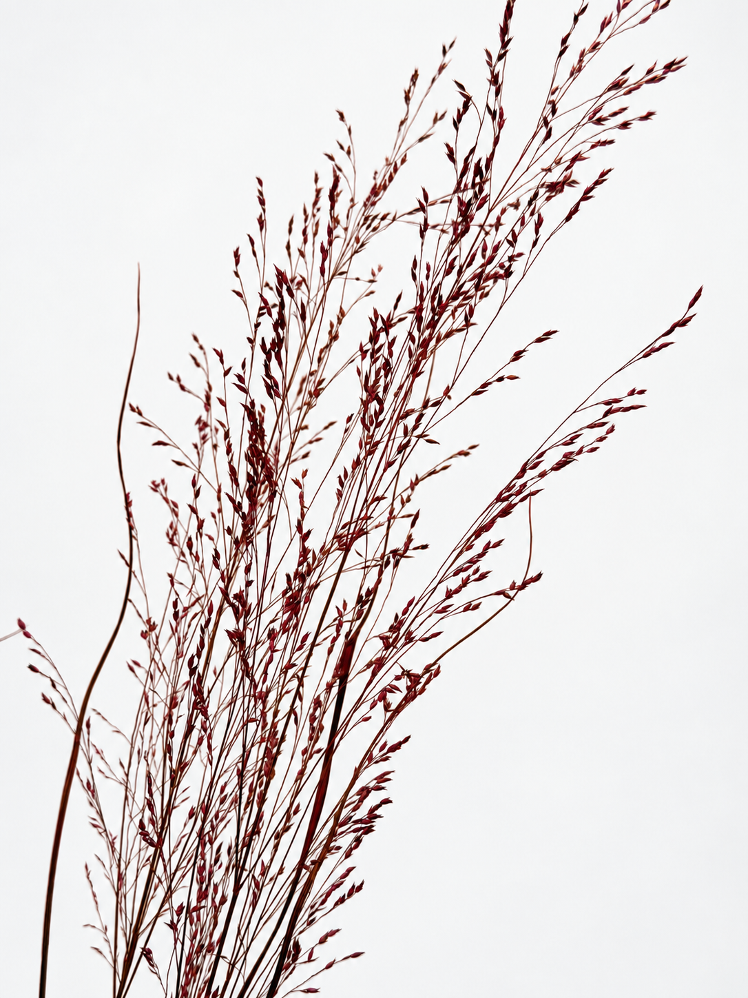 Panicum Ziergras bordeaux 5er