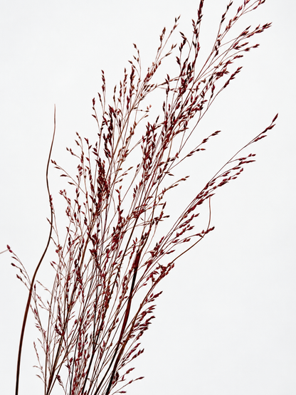 Panicum Ziergras bordeaux 5er