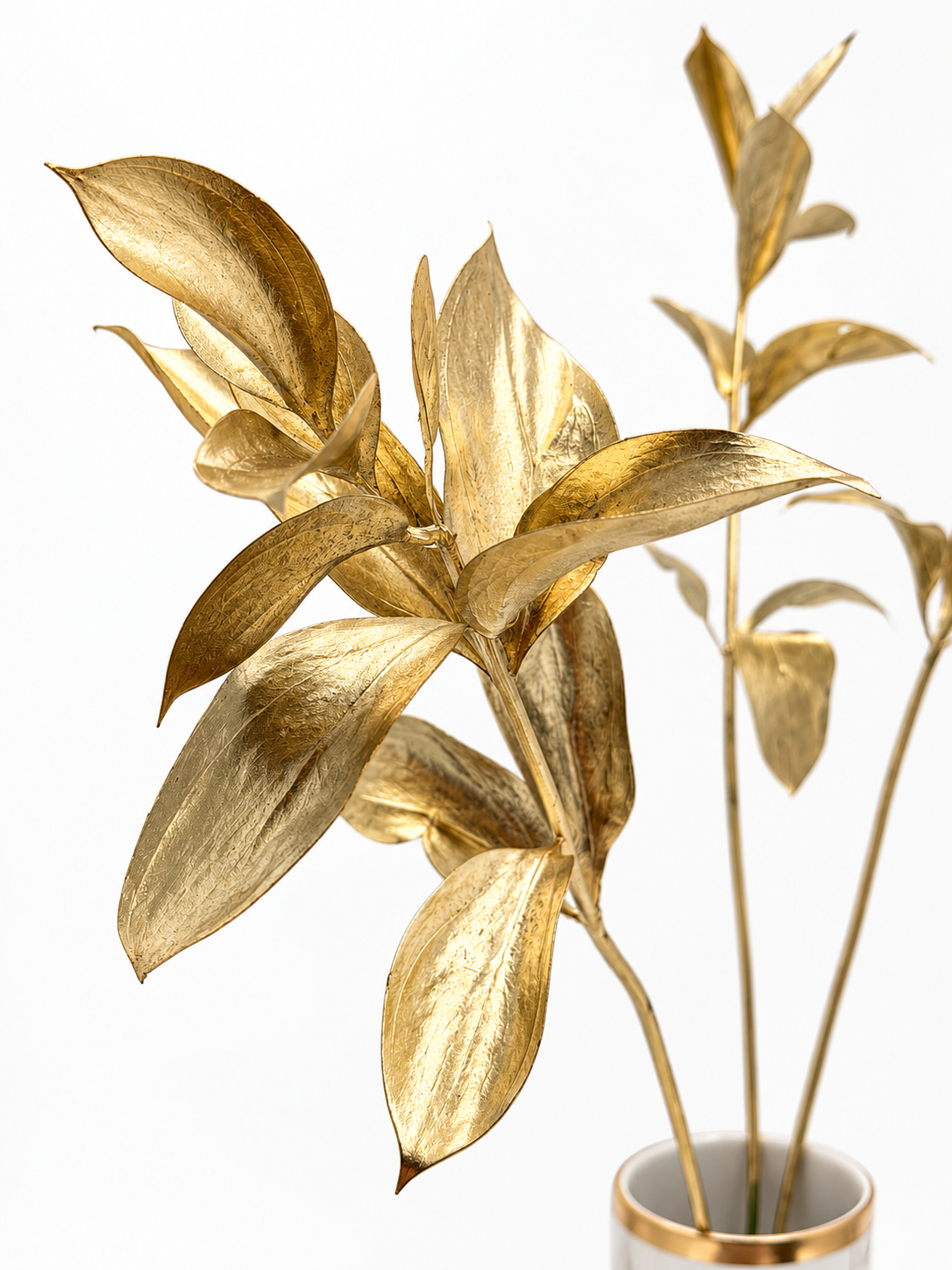 Ruscus großblättrig gold