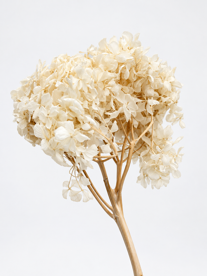 Hortensie weiß creme 1 Stück