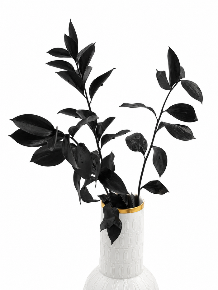 Ruscus großblättrig schwarz