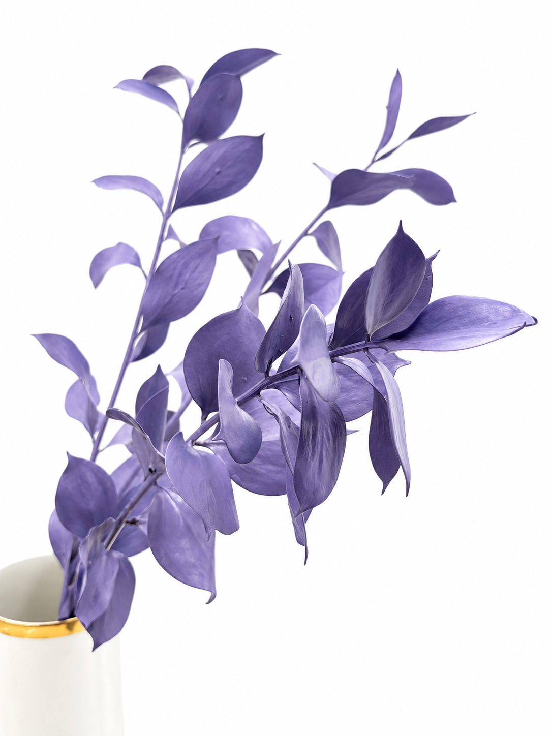 Ruscus großblättrig flieder