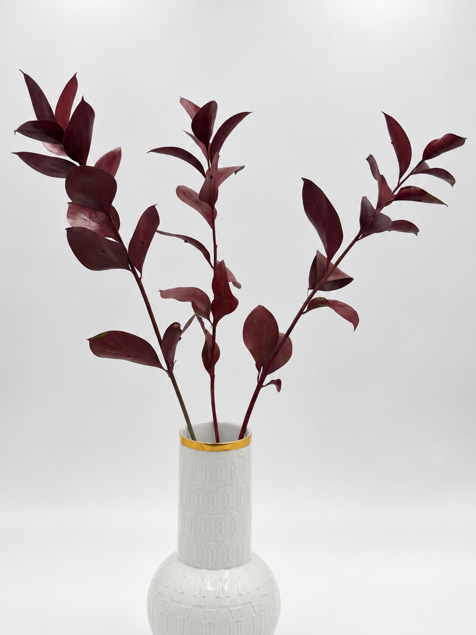 Ruscus großblättrig bordeaux