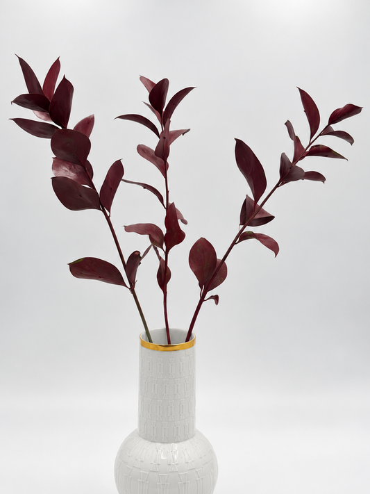 Ruscus großblättrig bordeaux