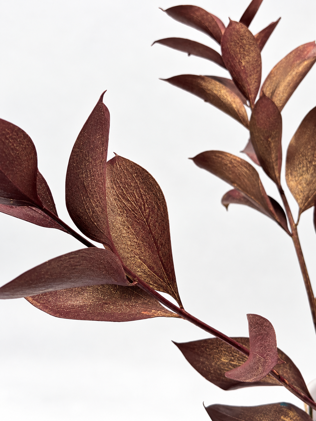 Ruscus großblättrig braun rot Schimmer Gold Glitzer