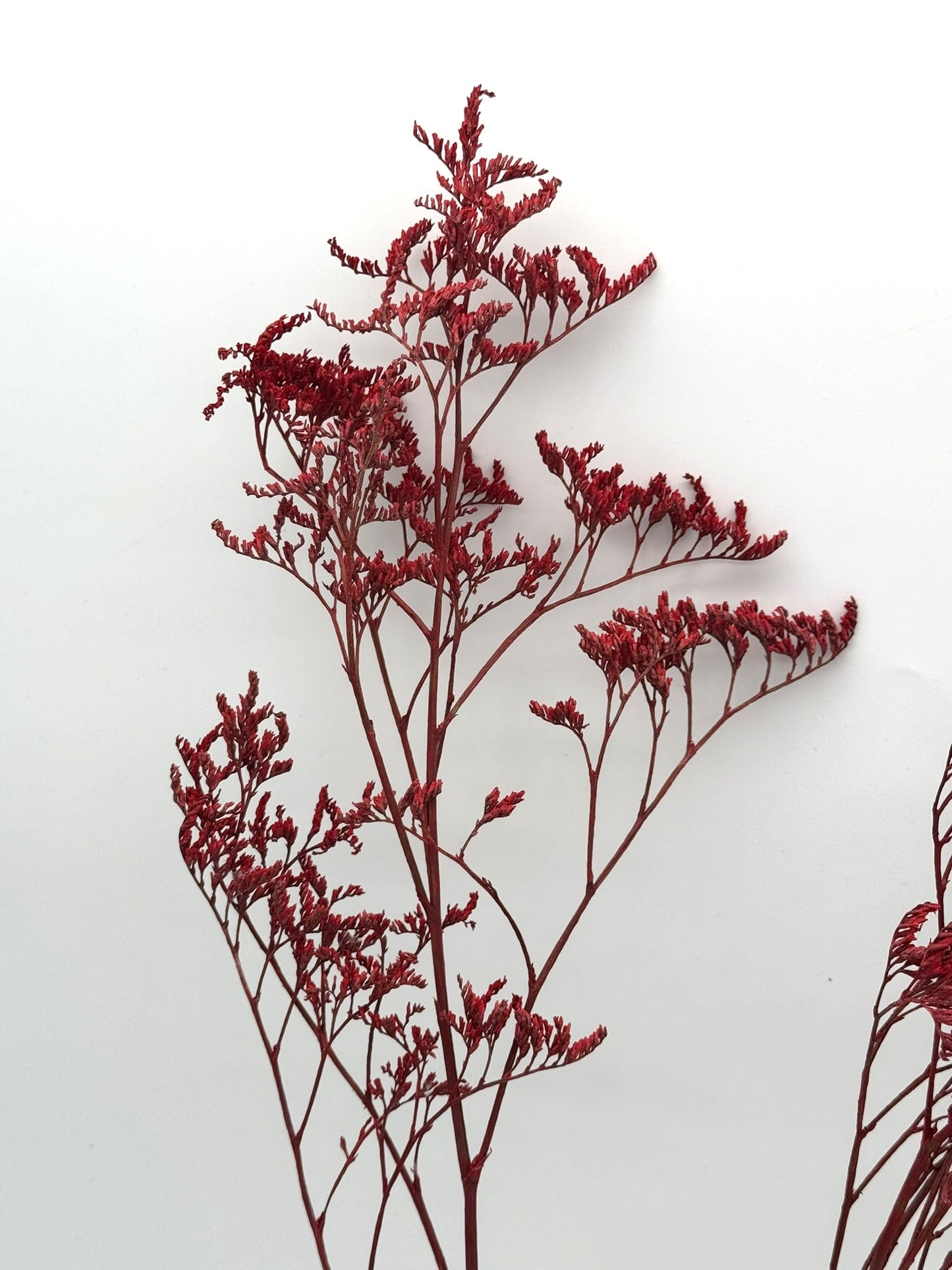Limonium rot