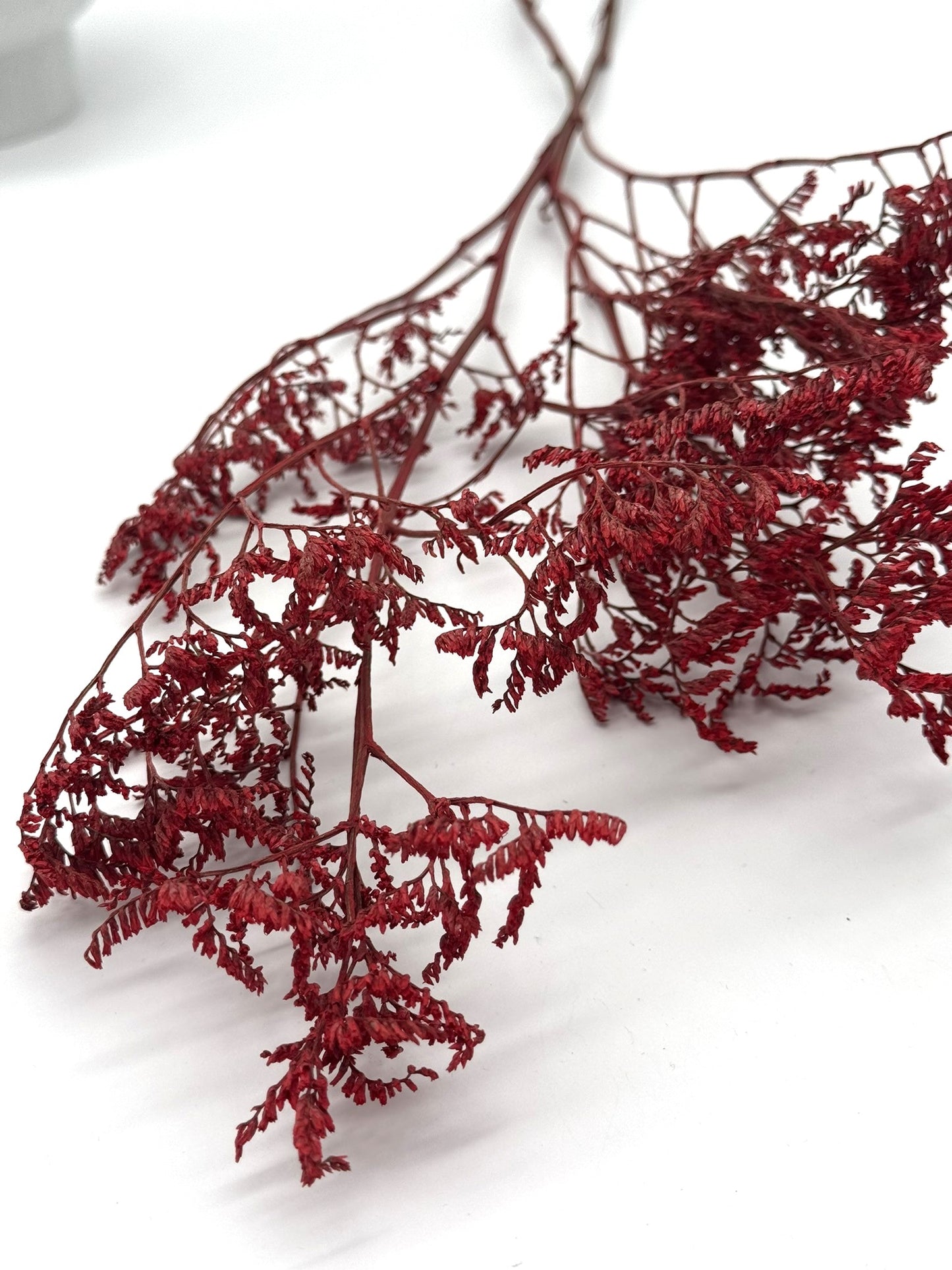 Limonium rot