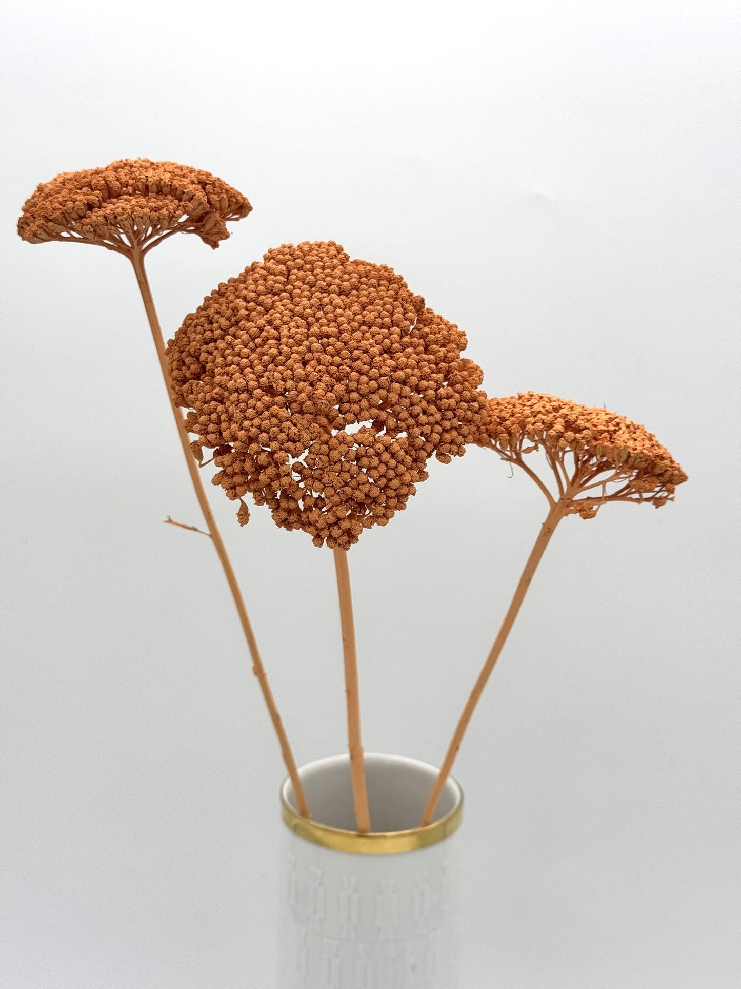 Achillea apricot 3 Stück