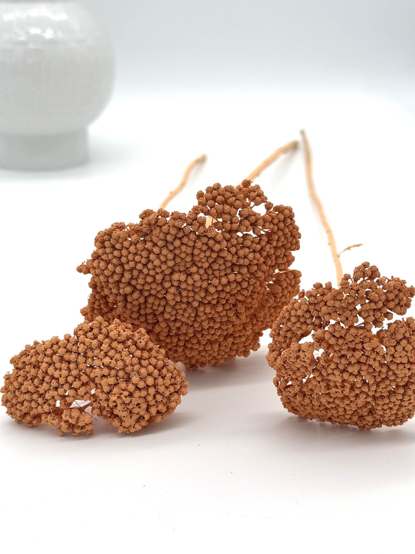 Achillea apricot 3 Stück