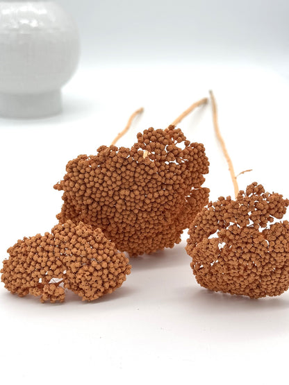 Achillea apricot 3 Stück