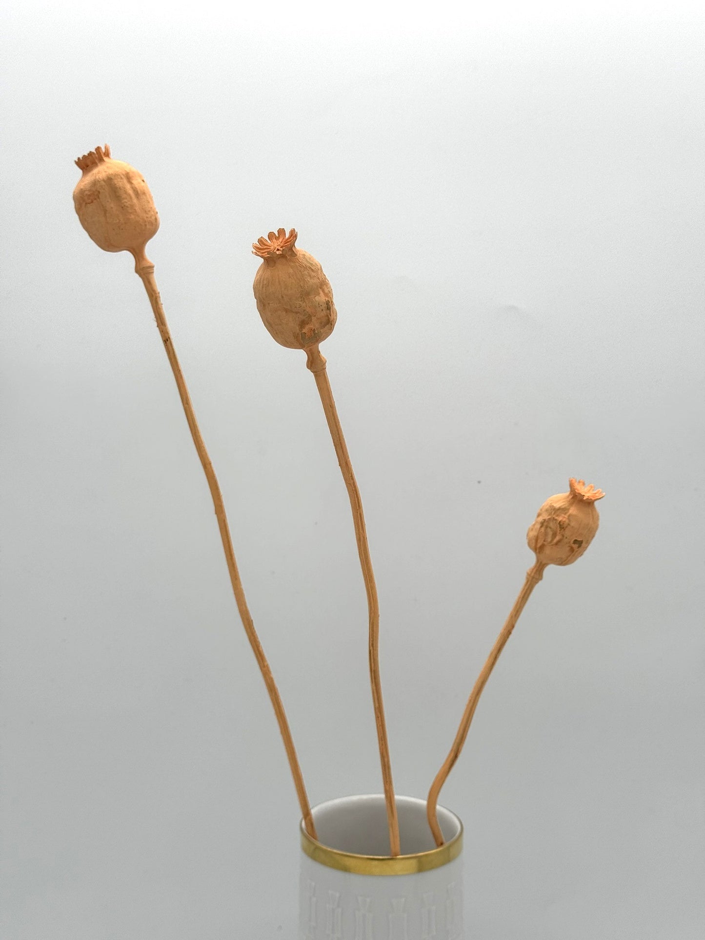 Mohnkapsel apricot 3 Stück