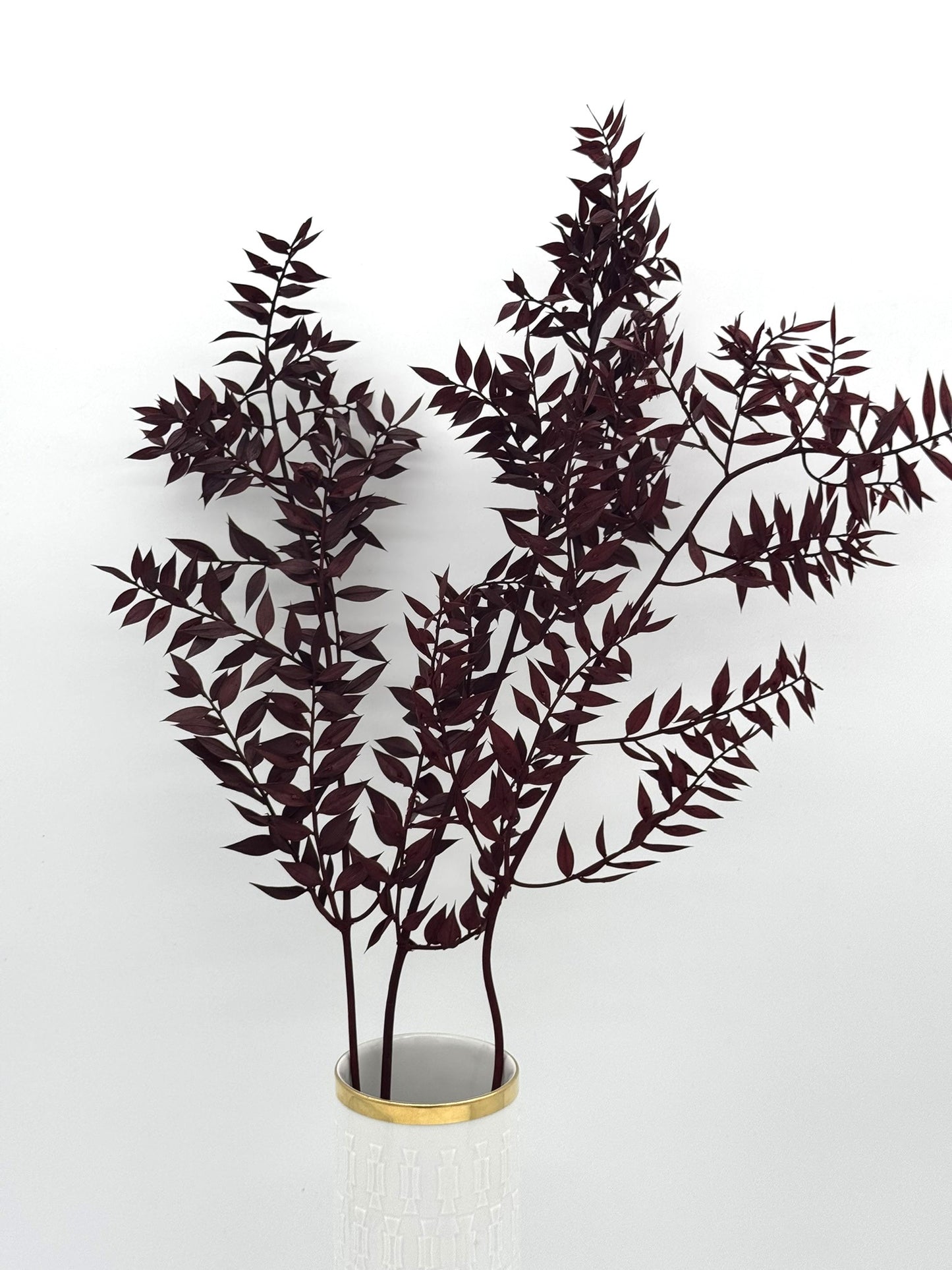 Ruscus weinrot bordeaux