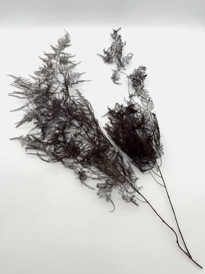 Asparagus braun