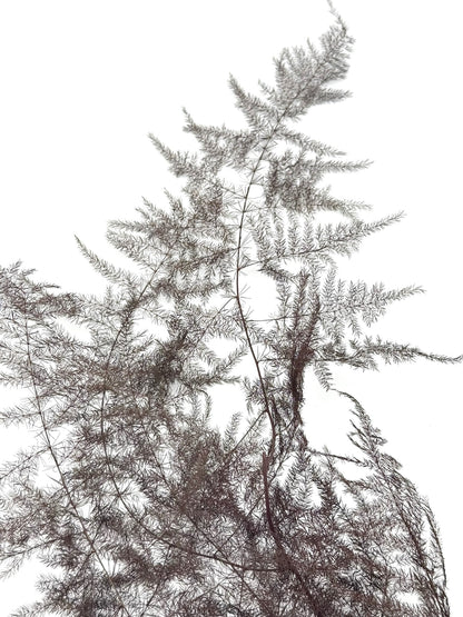Asparagus braun