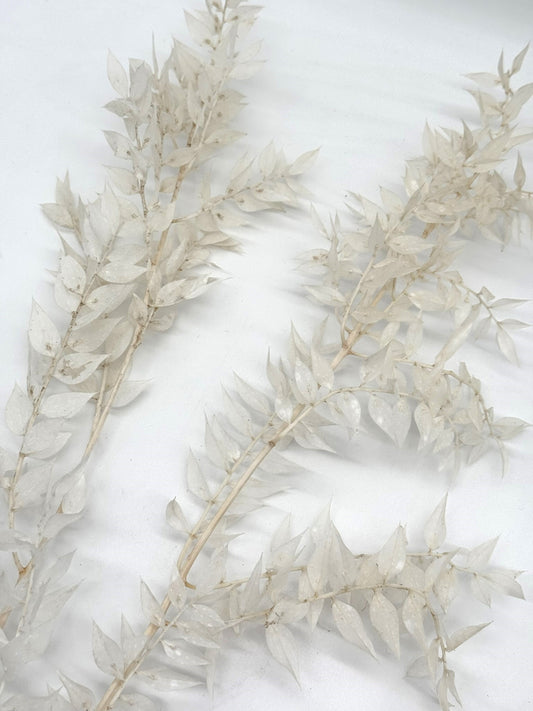 Ruscus weiß creme natur